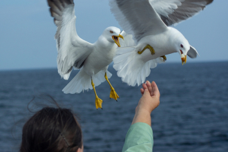 Чайки над пароходом